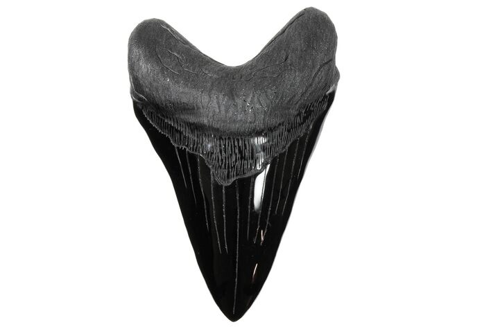 7.4" Realistic, Carved Obsidian Megalodon Tooth - Replica - Photo 1